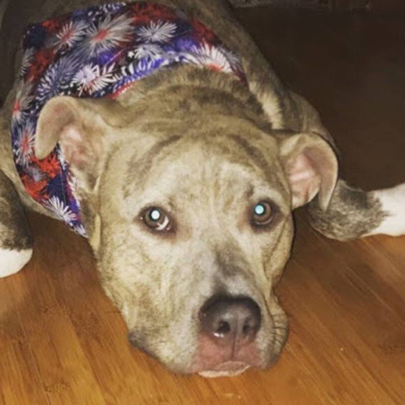 Meet your Posher, Logan - Picture 1 of 1